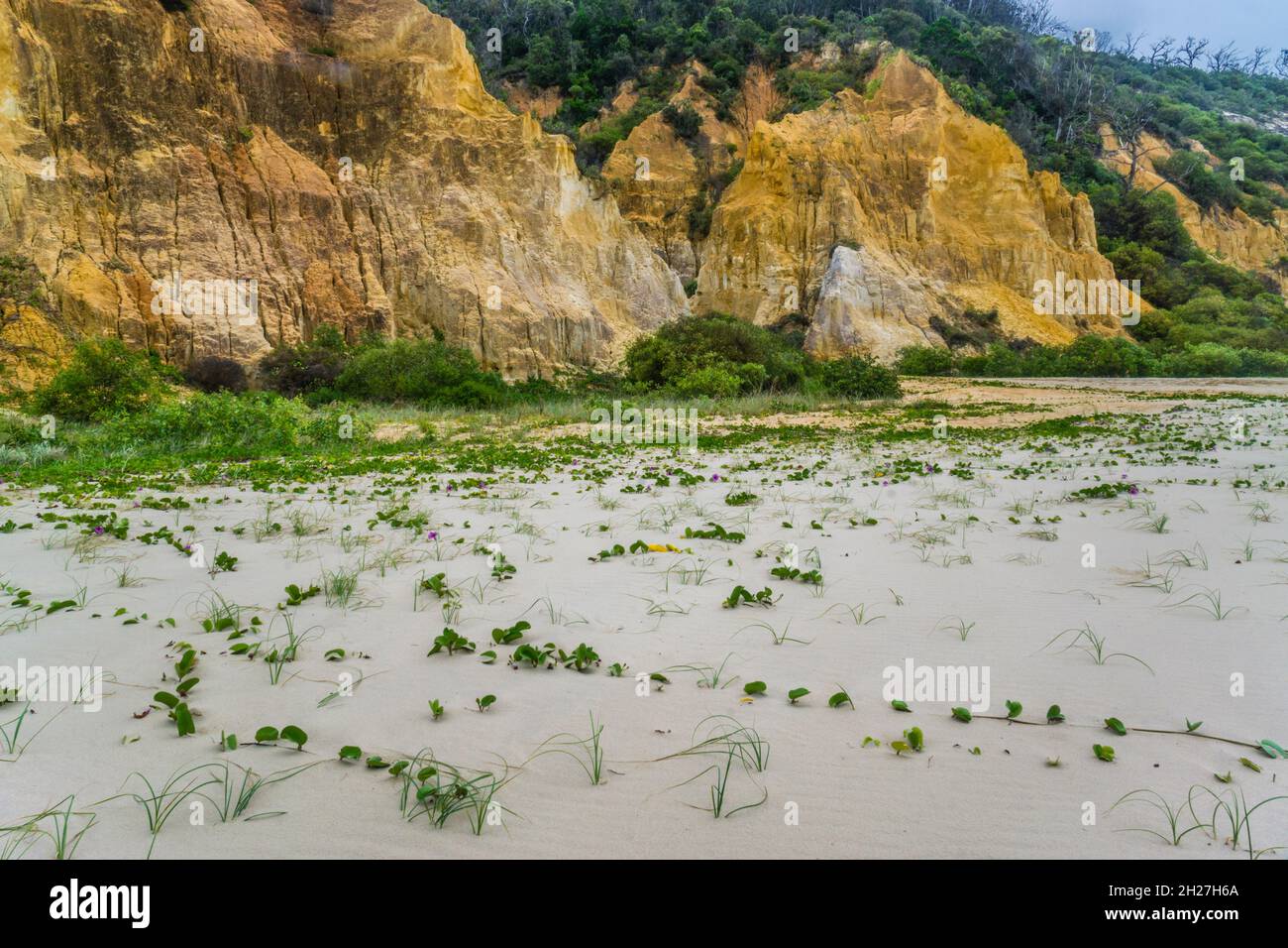 beach vegetation at the coloured sand of the eroded sand dune cliffs of Rainbow Beach in the Cooloola Section of the Great Sandy National Park, Gympie Stock Photo