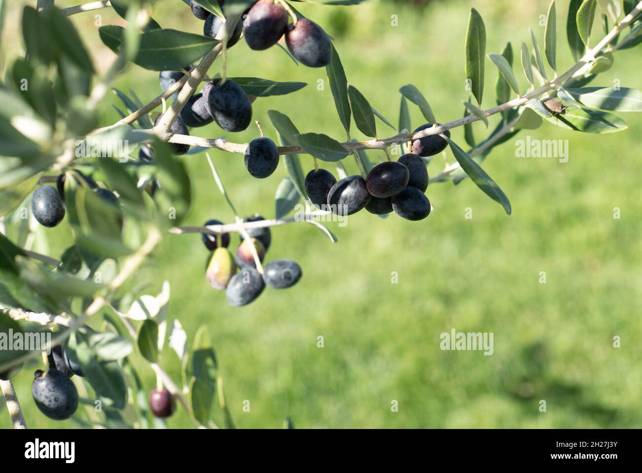 Olive tree branch with ripe fruits. Black olives and green leaves in the foreground against green background. Cpy space Stock Photo
