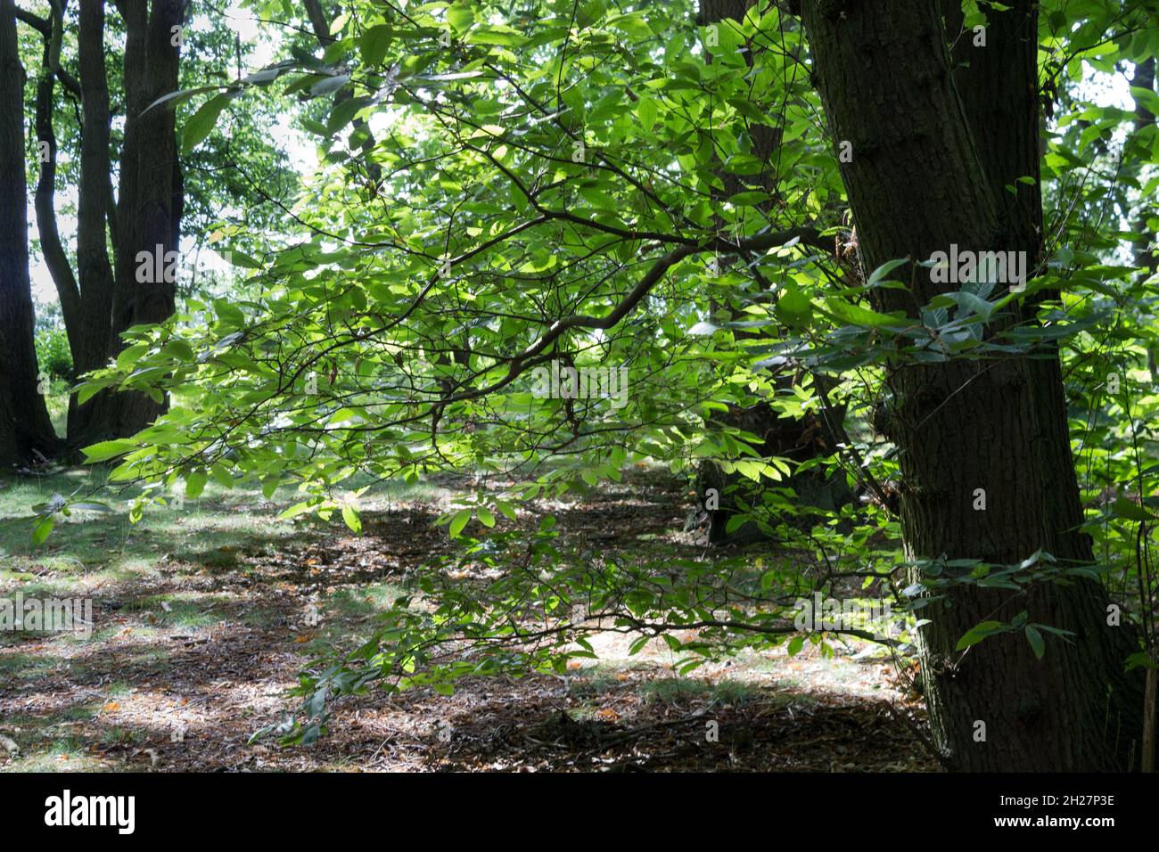 Close Up of Light Through the Leaves, Woods Scenery, Tree Bark, Tree Trunks, Nature, Plants, Forestry, Tree Branches, Greenery, Looking into the Woods Stock Photo