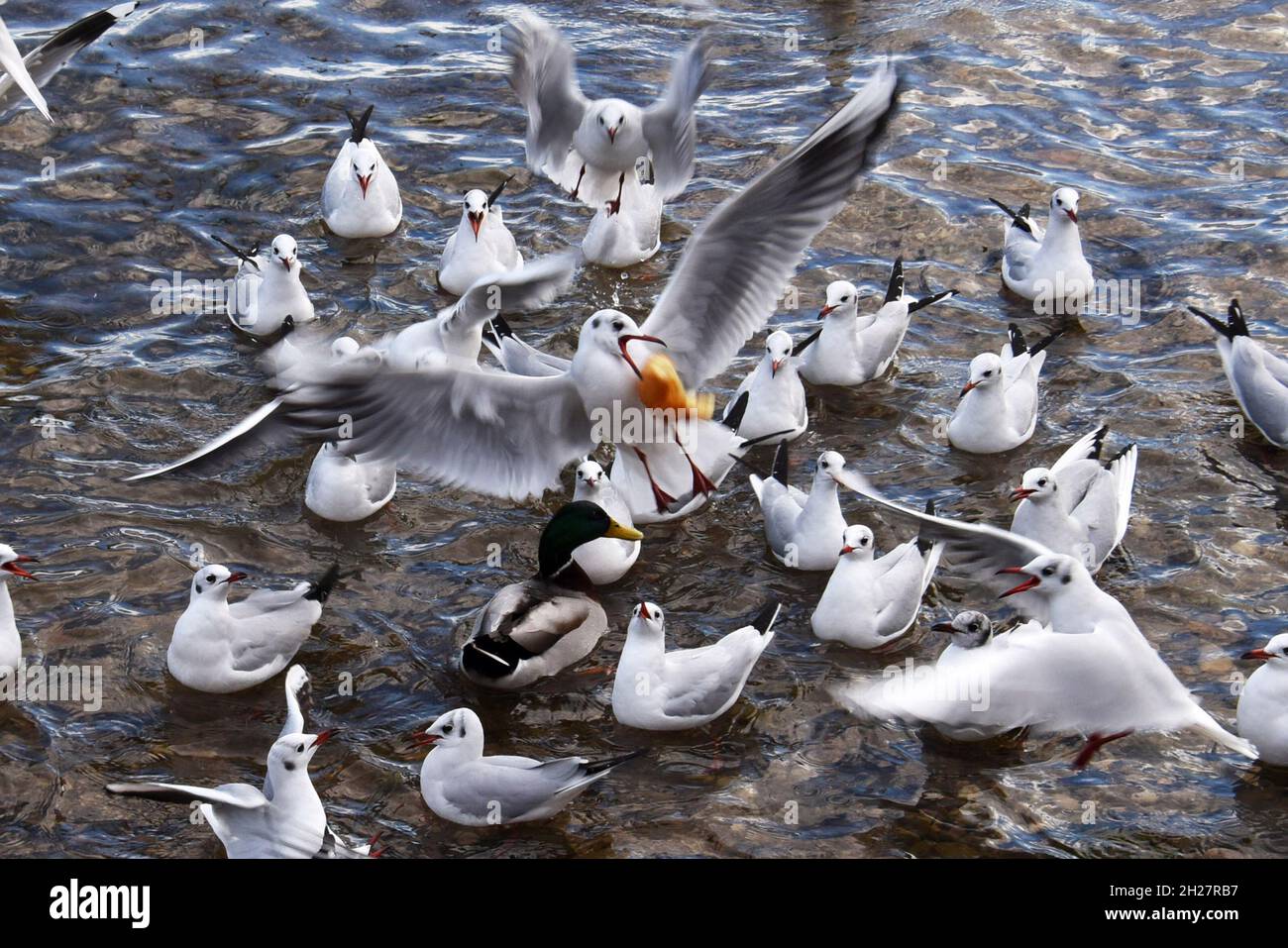 Kampf ums Futter, Möwen im Winter - Fight for food, seagulls in winter Stock Photo