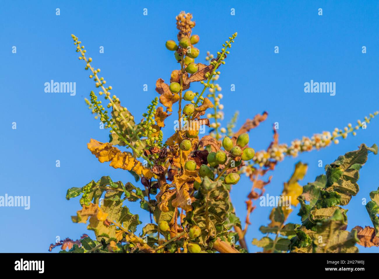 Frankincense Tree Desert High Resolution Stock Photography and Images ...