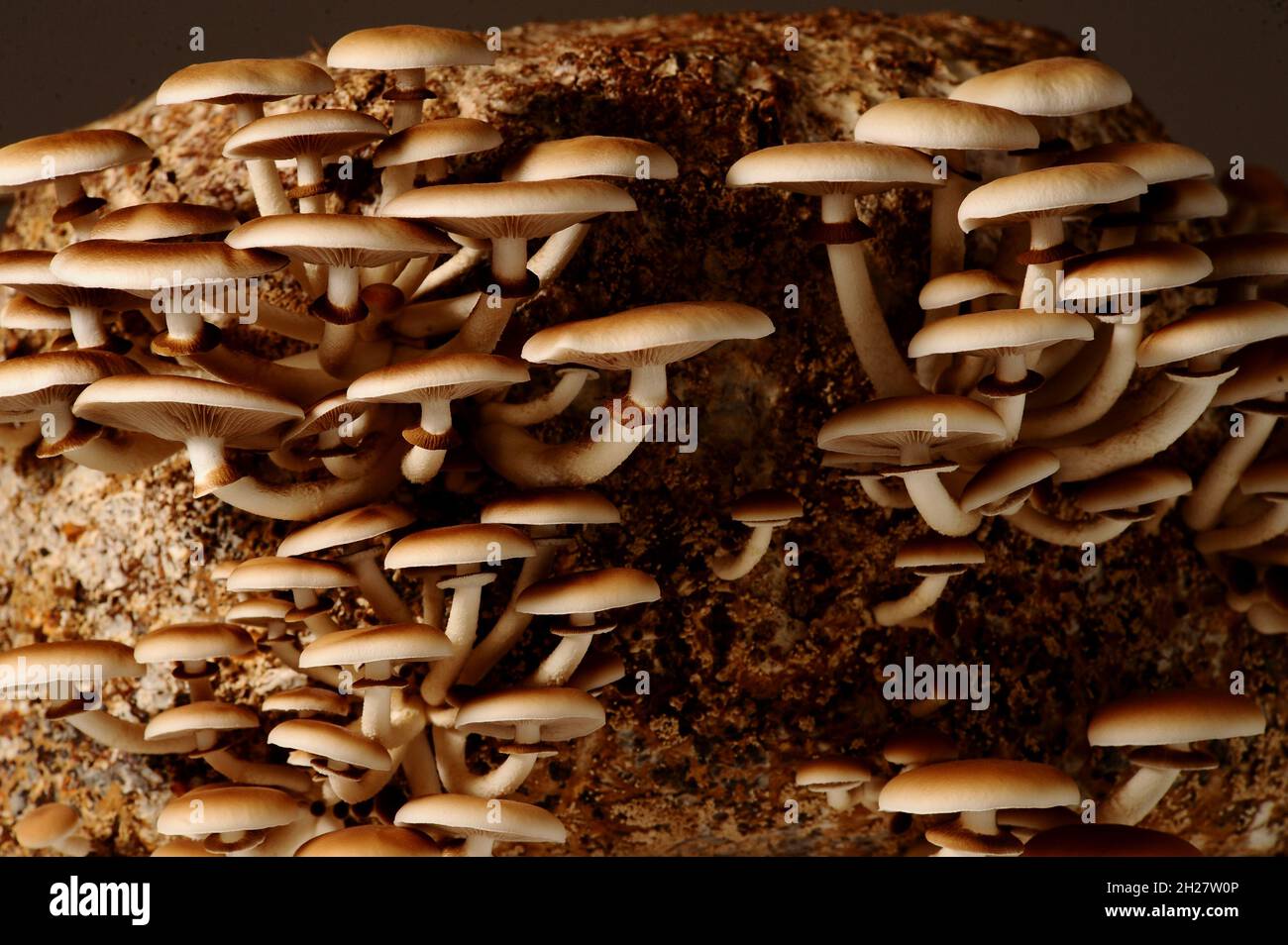 Honey mushrooms in mushrooms farm grow together in groups. Mushroom