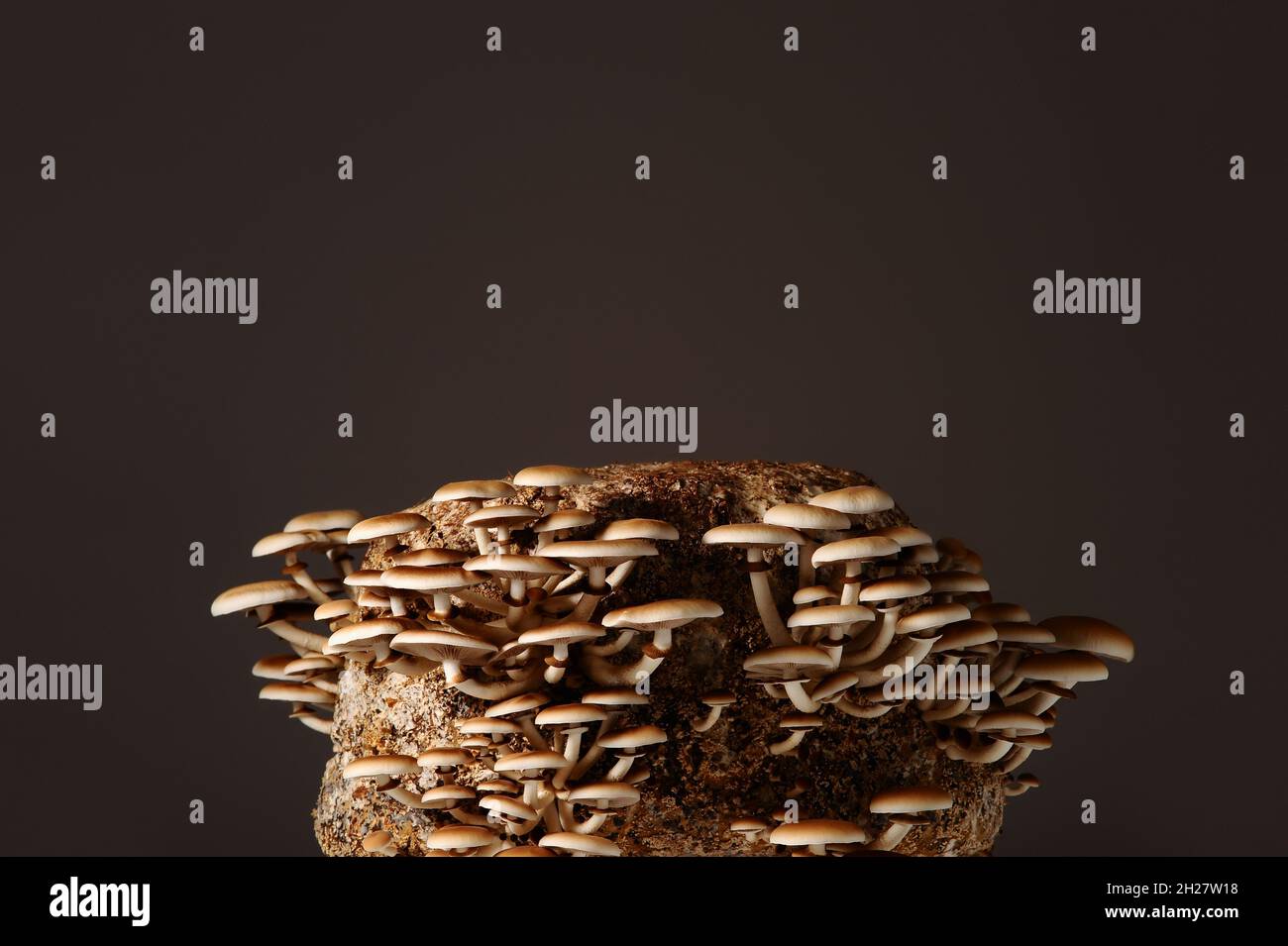 Yanagi matsutake hires stock photography and images Alamy