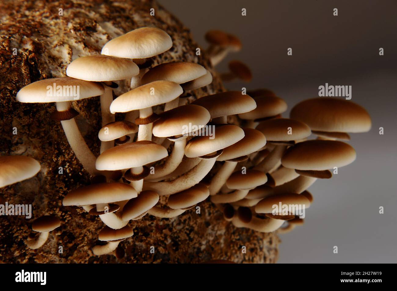 Matsutake mushrooms growing hires stock photography and images Alamy