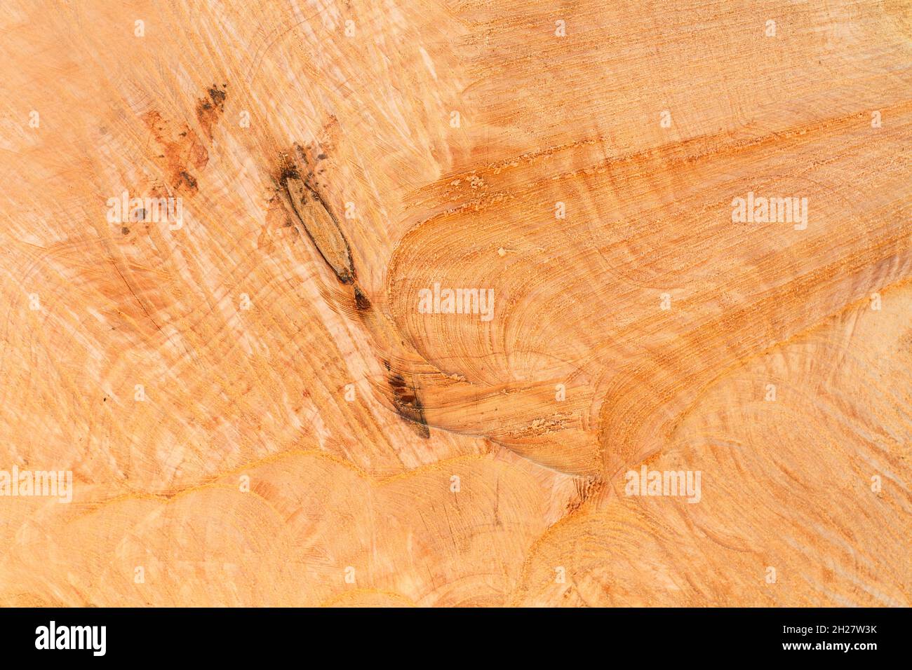Texture of a tree trunk in a close up view Stock Photo - Alamy