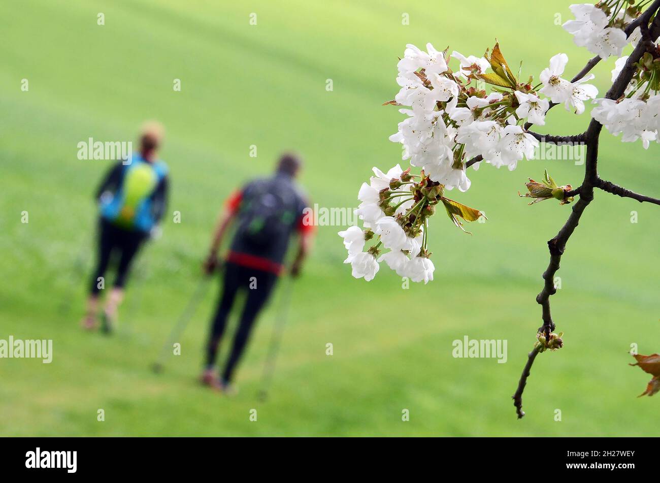 Auf dem Bild sind Kirschblüten zu sehen und im Hintergrund Wanderer - Cherry blossoms can be seen in the picture and hikers in the background - Stock Photo