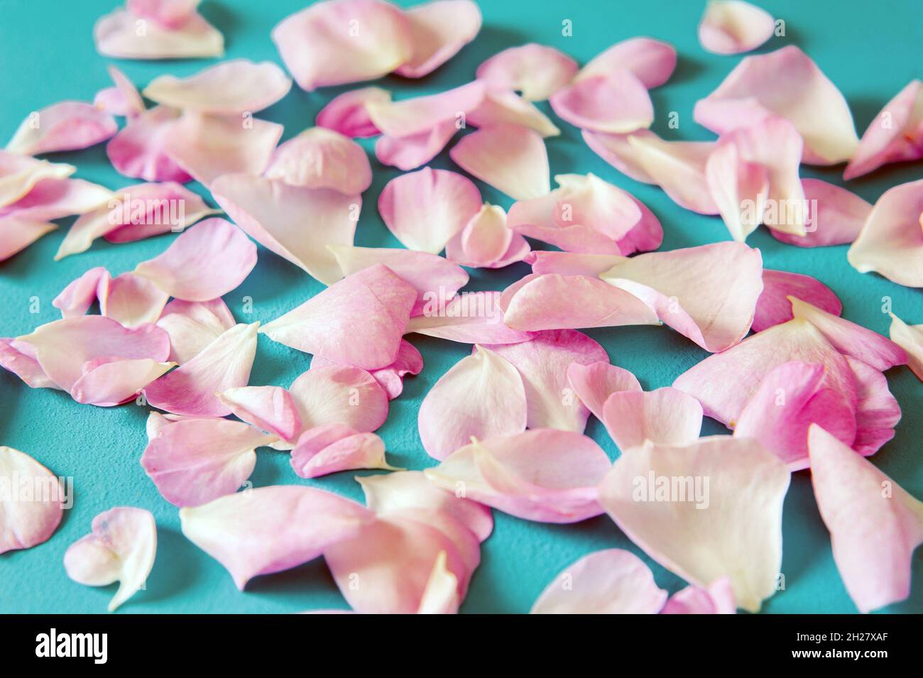 Falling blue rose flower petals hi-res stock photography and images - Alamy