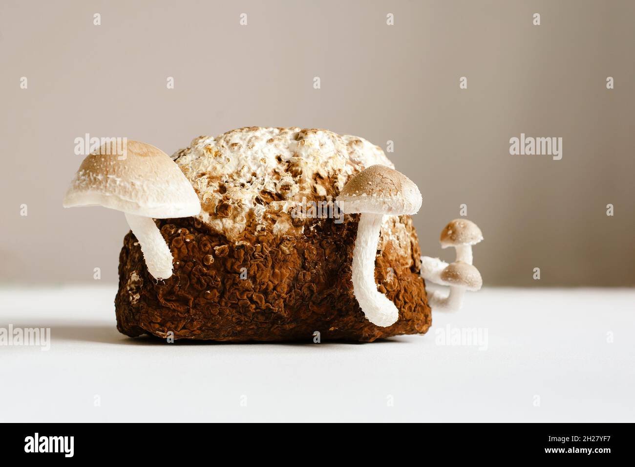 Shiitake Mushrooms on mycelium block. Traditional asian mushroom. Healthy organic medicinal food