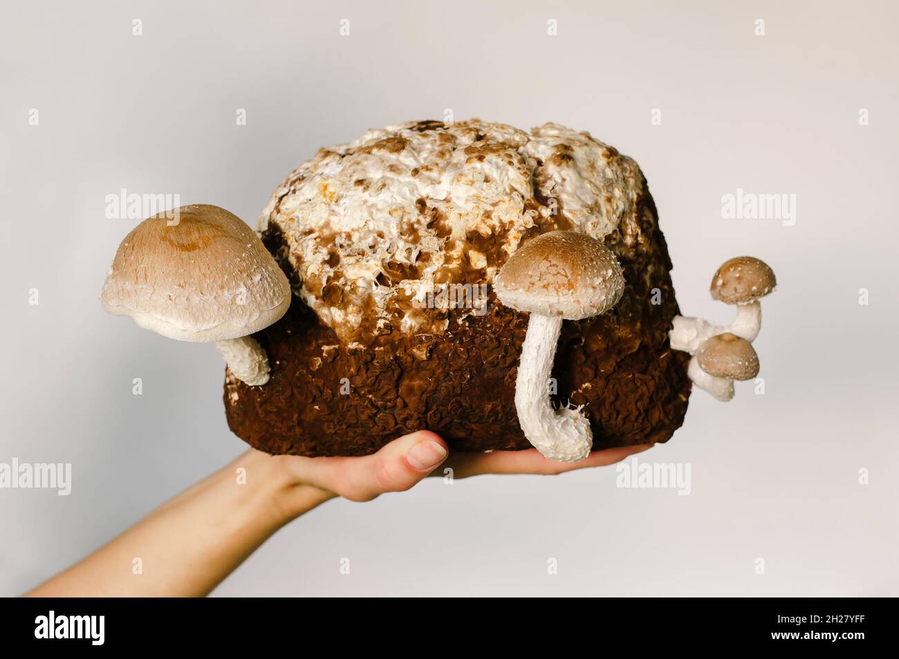 Shiitake Mushrooms on mycelium block. Traditional asian mushroom. Healthy organic medicinal food