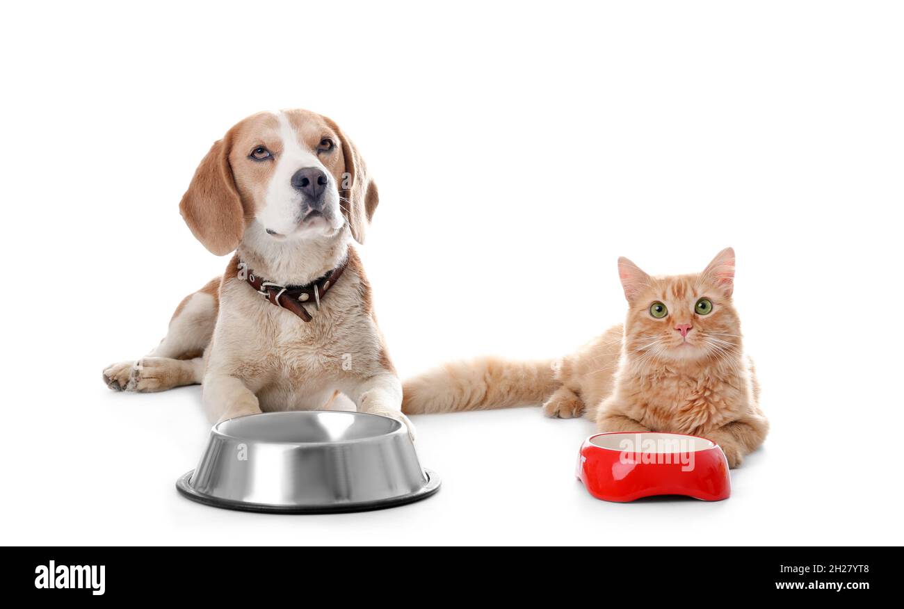 Adorable cat and dog near bowls on white background. Animal friendship
