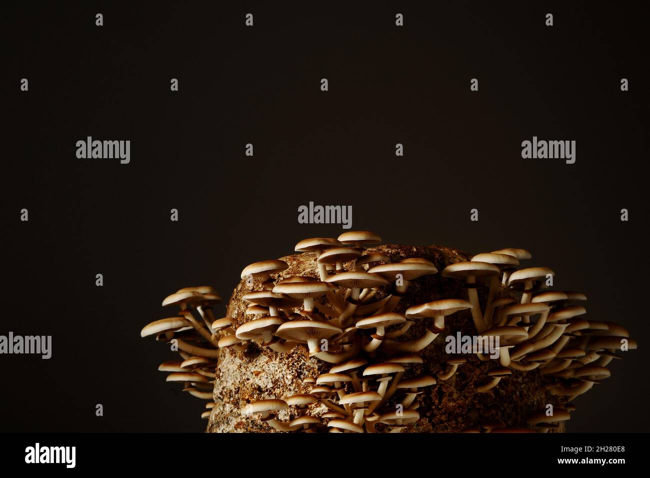 Honey mushrooms in mushrooms farm grow together in groups. Mushroom