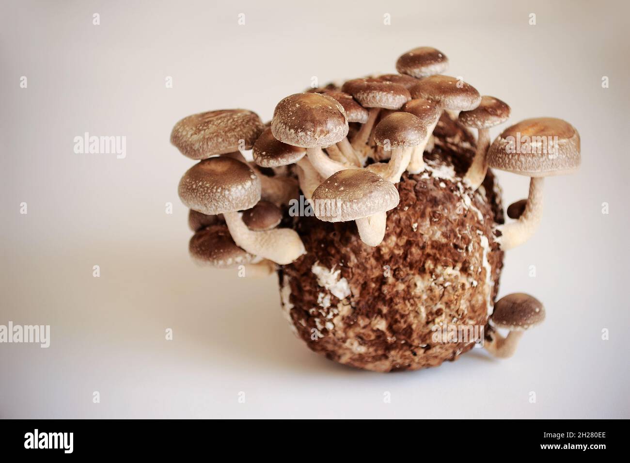 Shiitake Mushrooms on mycelium block. Traditional asian mushroom
