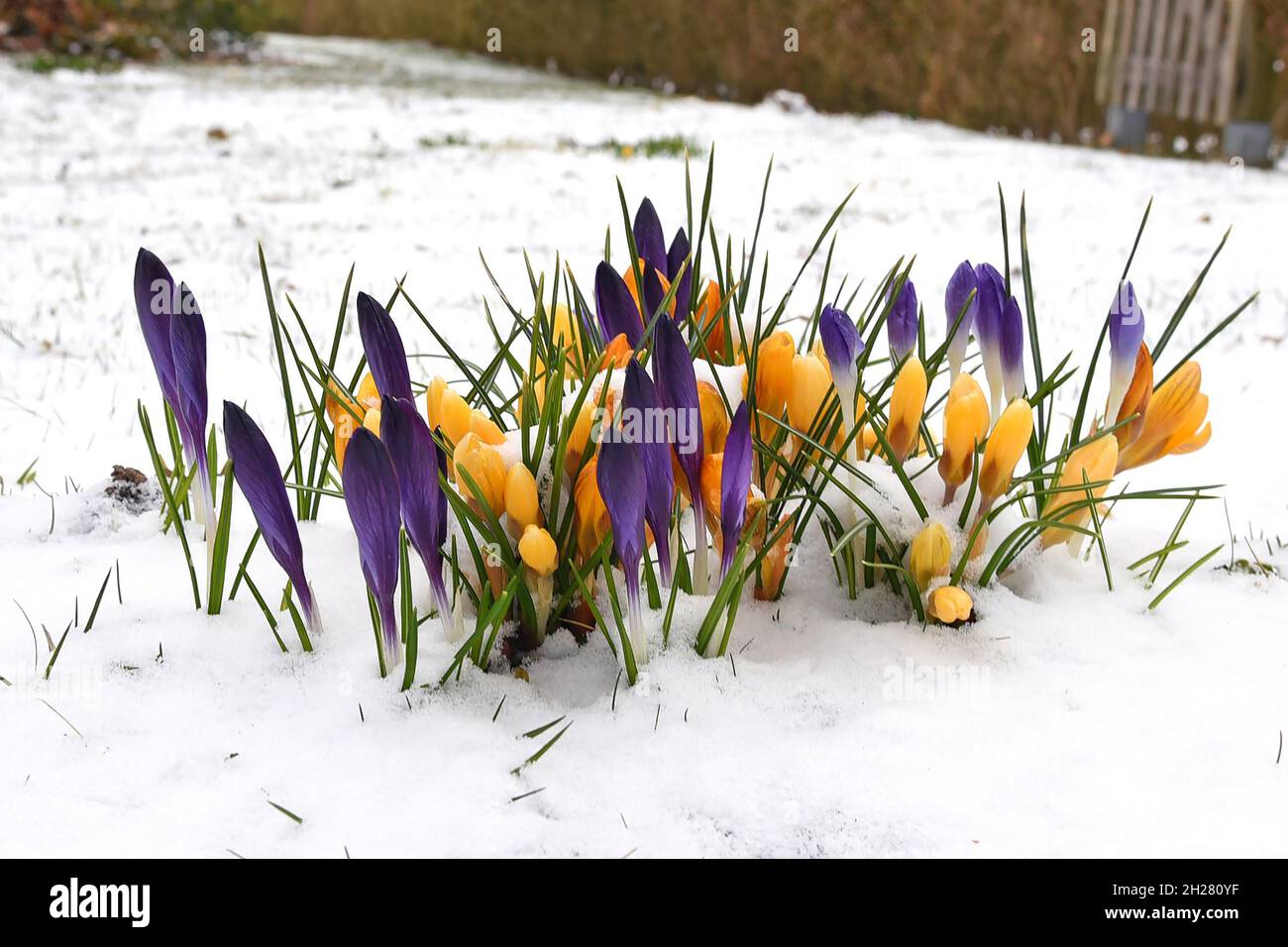 Auf dem Bild sind Krokusse im Schnee im Frühling - In the picture are crocuses in the snow in spring Stock Photo
