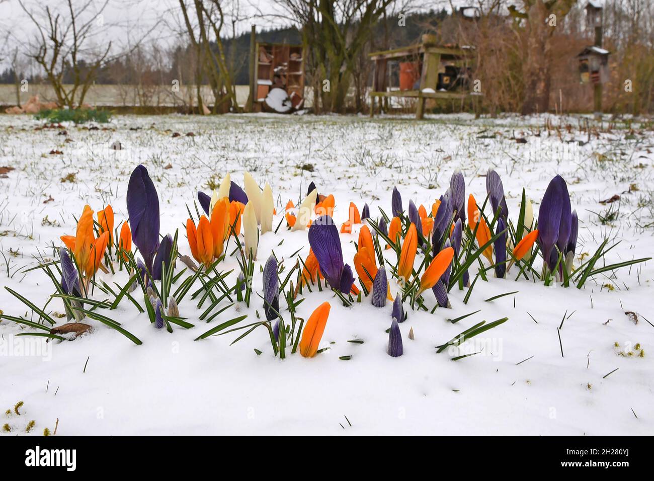 Auf dem Bild sind Krokusse im Schnee im Frühling - In the picture are crocuses in the snow in spring Stock Photo