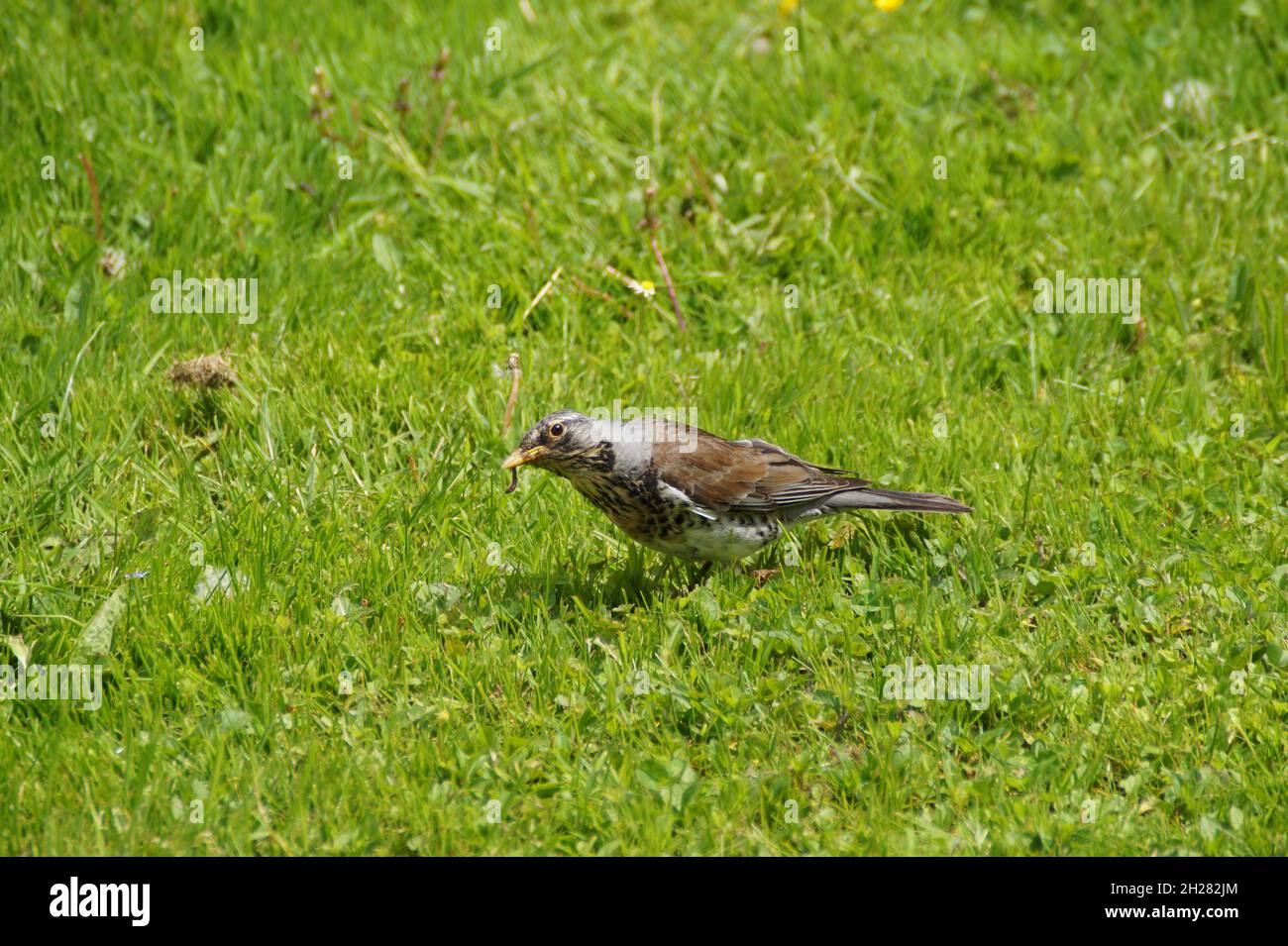 A cute fieldfare with a worm in its beak on a spring meadow in Allgaeu in Germany Stock Photo