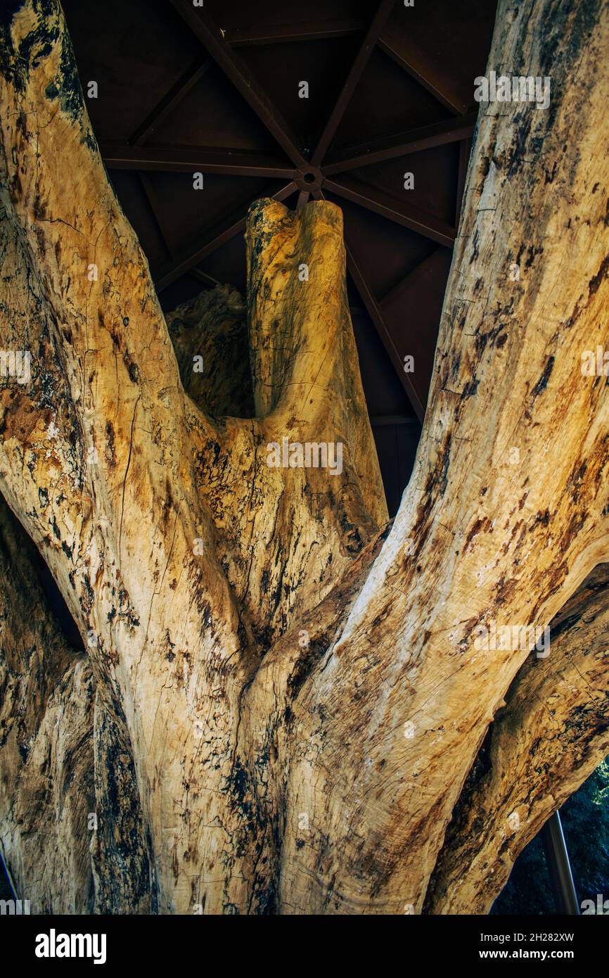 Old tree trunk with cut branches Stock Photo