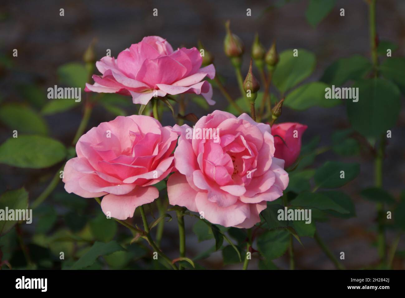 beautiful large bright pink roses Stock Photo - Alamy