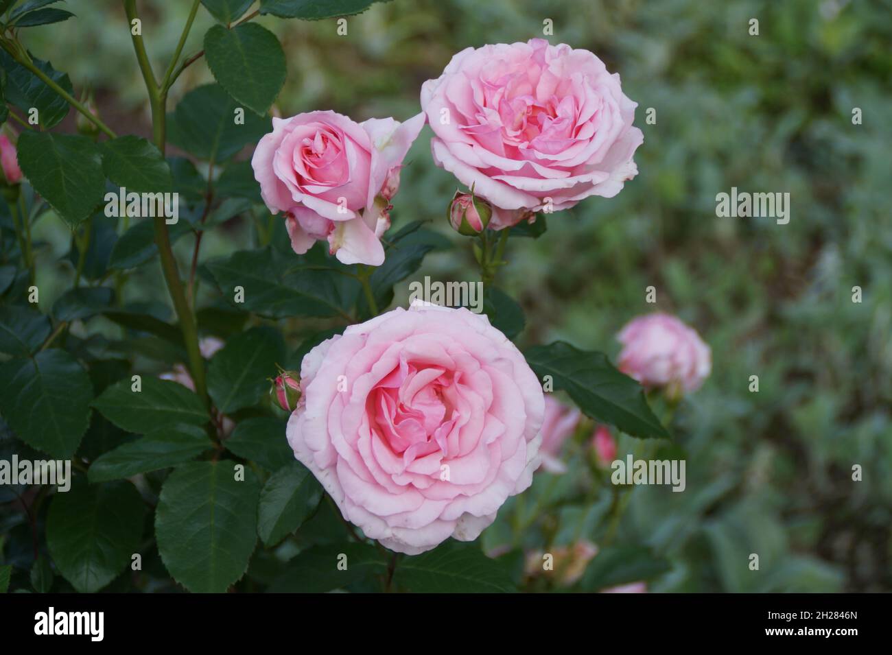 beautiful large bright pink roses Stock Photo - Alamy