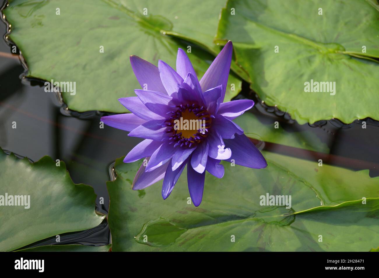 beautiful exotic tropical purple water lily Stock Photo