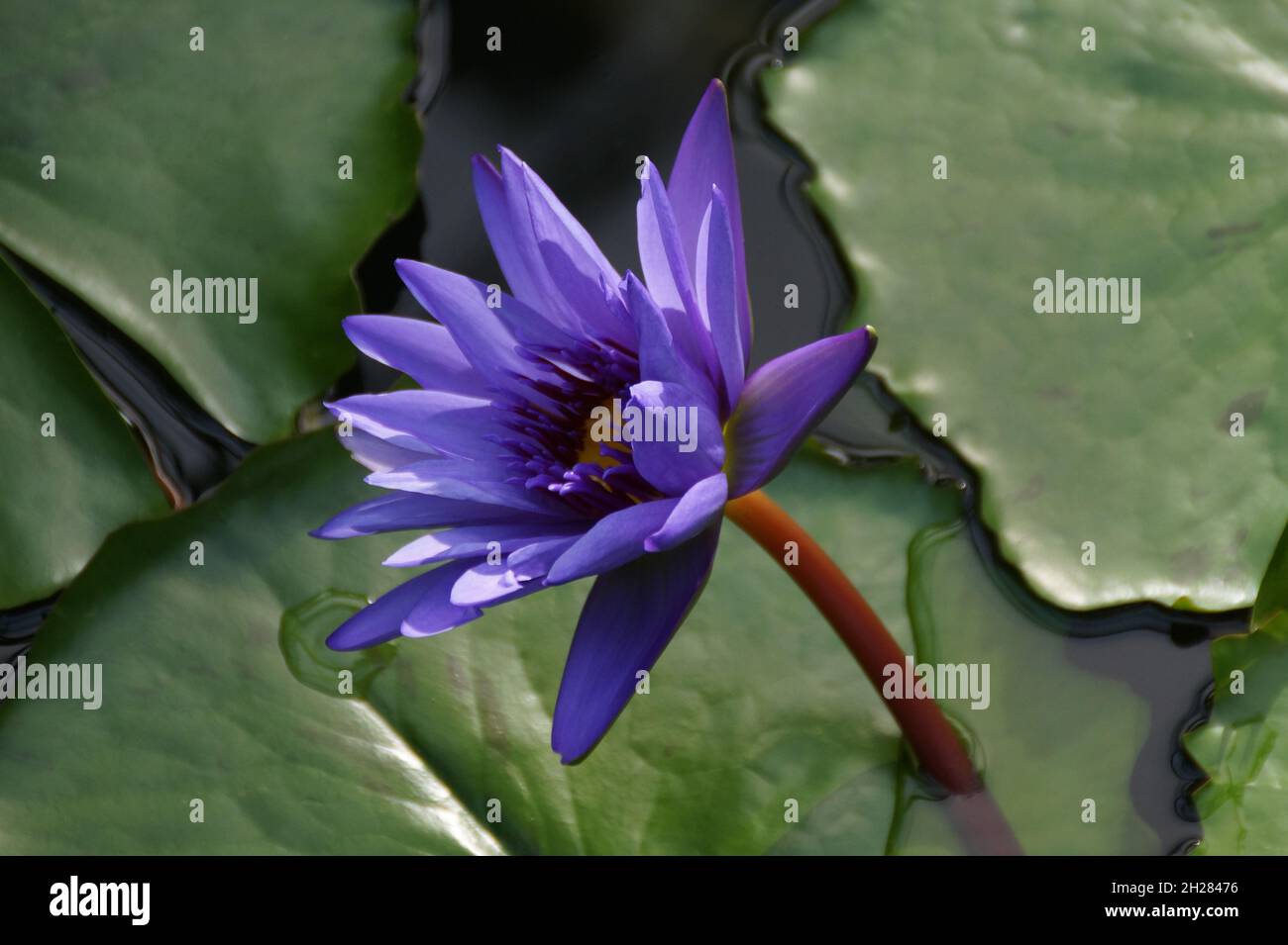 beautiful exotic tropical purple water lily Stock Photo