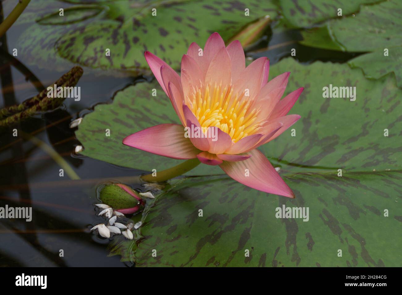 beautiful pink tropical water lily with a yellow middle Stock Photo