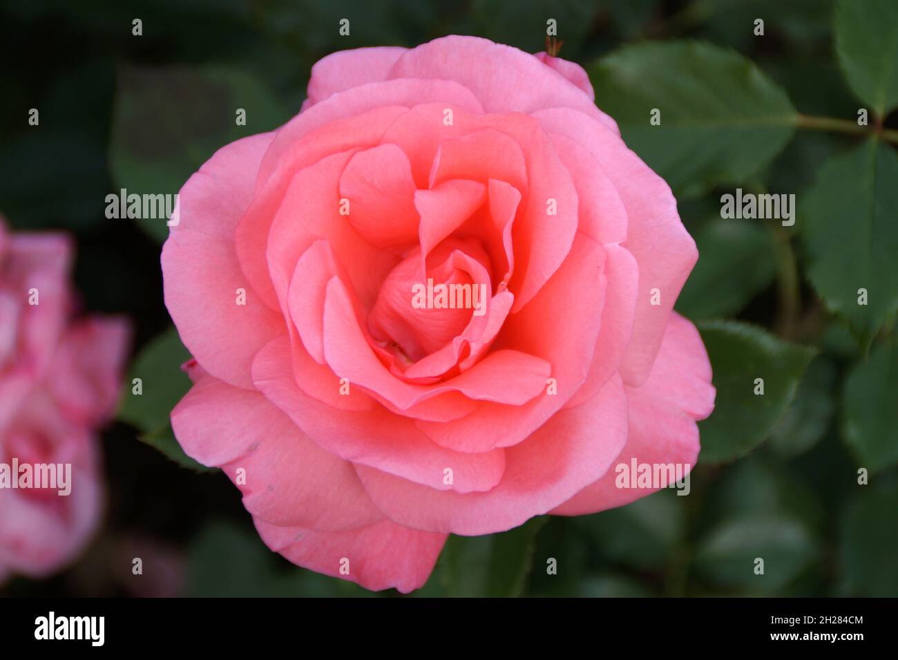 Gorgeous pink rose hi-res stock photography and images - Alamy