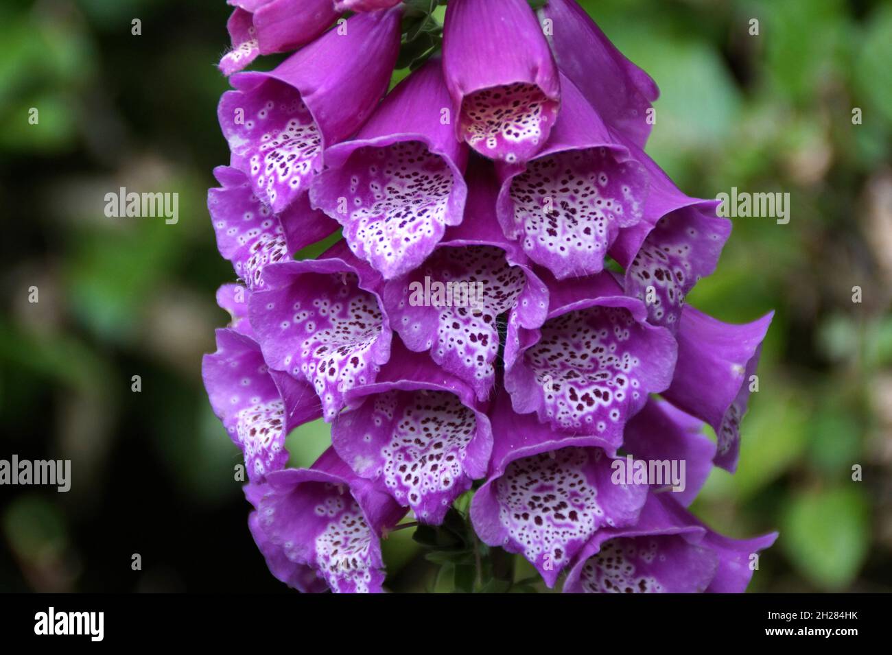 gorgeous foxgloves flowers Stock Photo