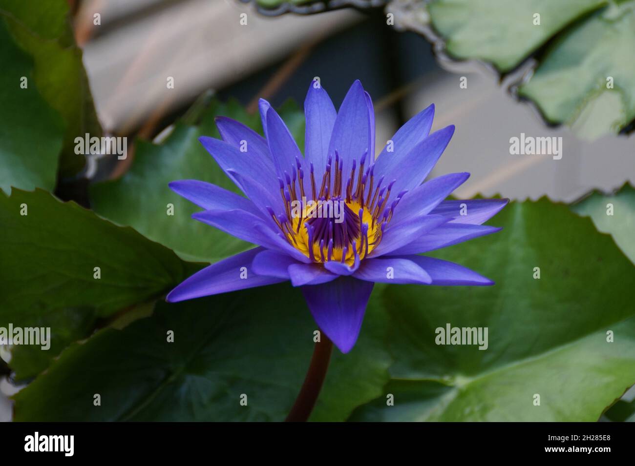 beautiful tropical purple water lily Stock Photo