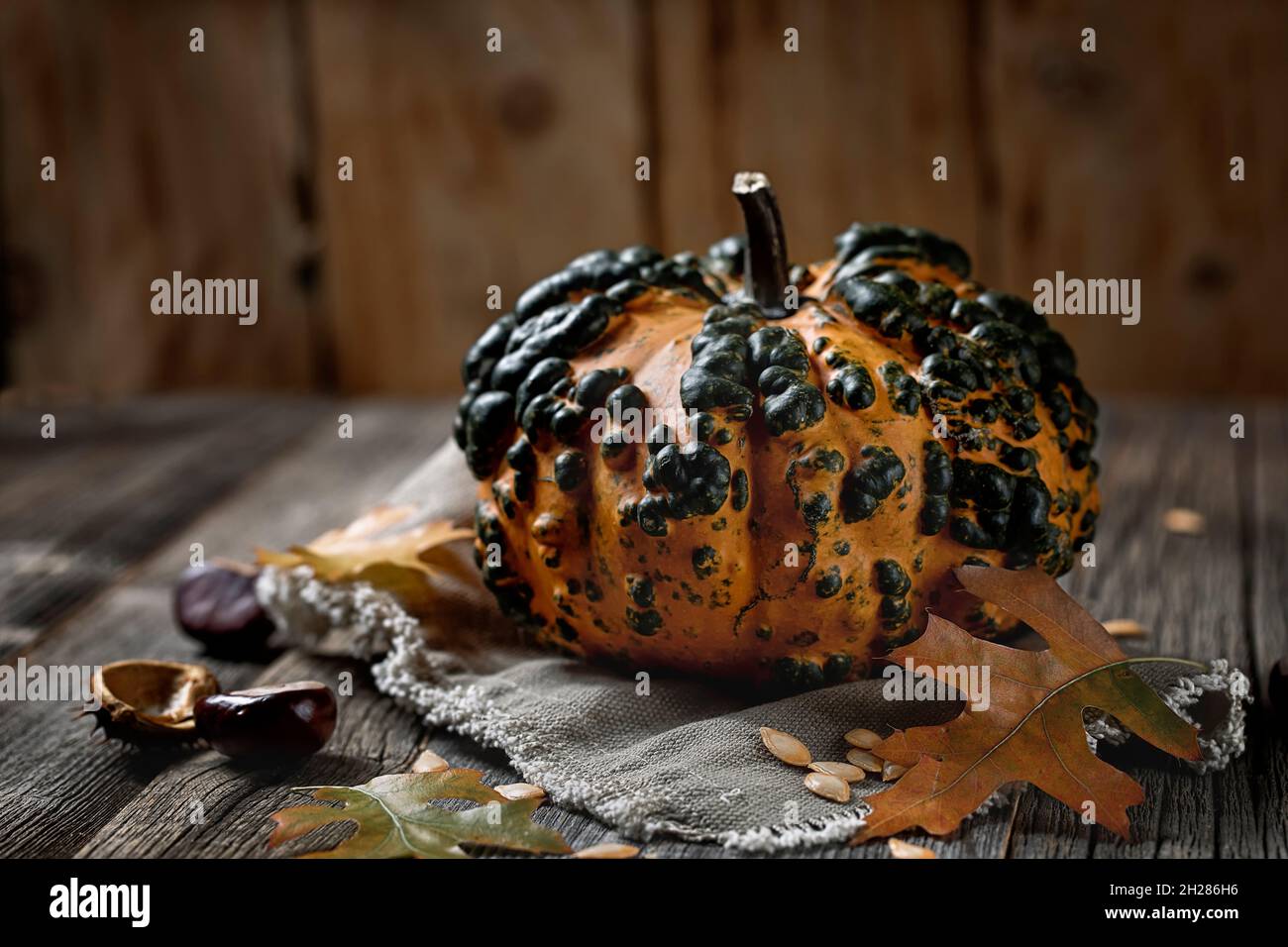 pumpkin in autumn season indoorslight Stock Photo