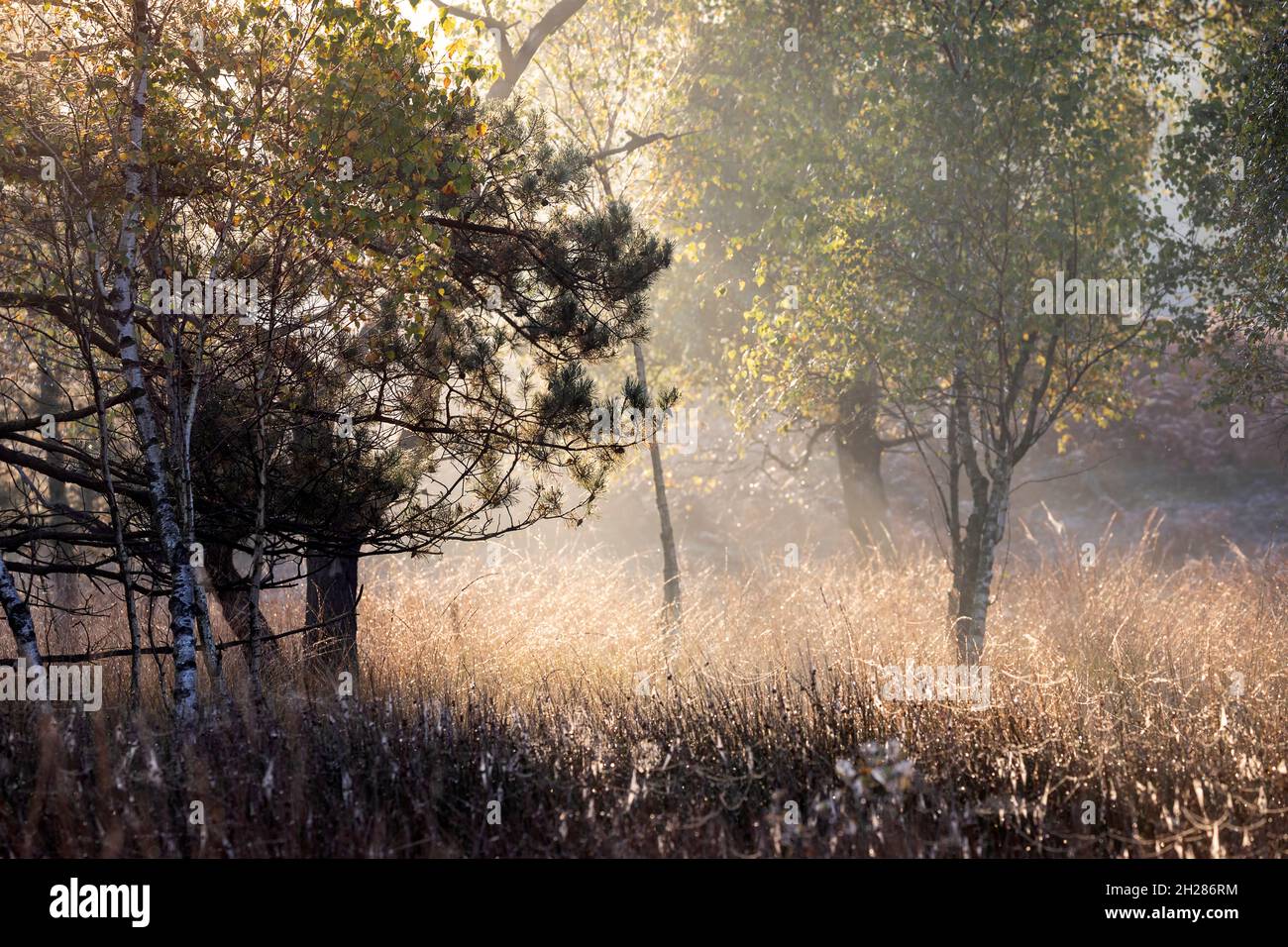 sunlight between autumn bushes Stock Photo