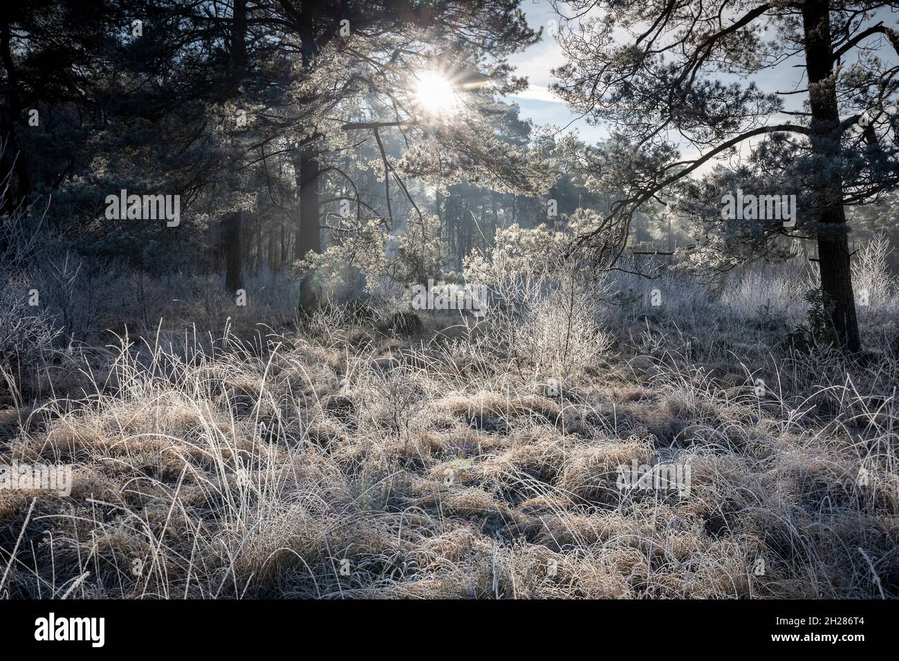 sunlight on cold winter morning in forest Stock Photo
