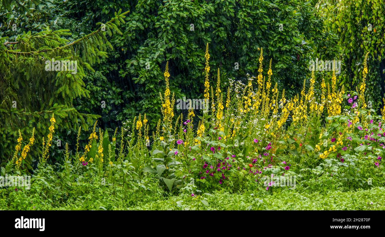 Flowers of nettle-leaved mullein growing outdoors Stock Photo