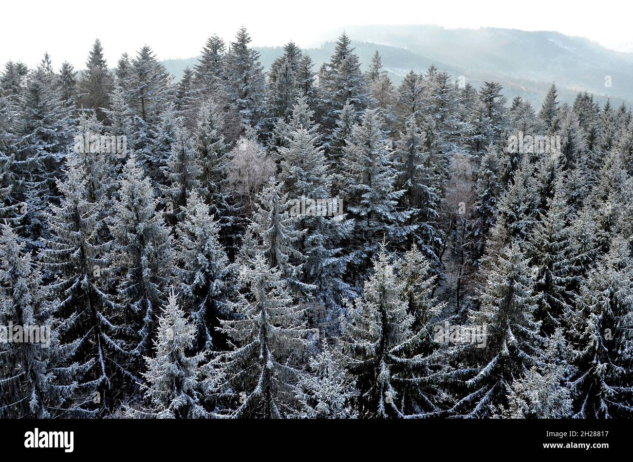 Ein Fichtenwald im Winter von oben, Österreich, Europa - A spruce forest in winter from above, Austria, Europe Stock Photo