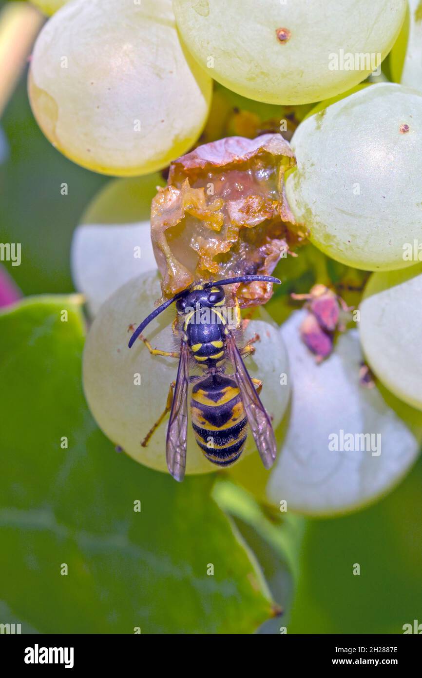 Flying Grape Insects Insect feeding grapes hi-res stock photography and images - Alamy