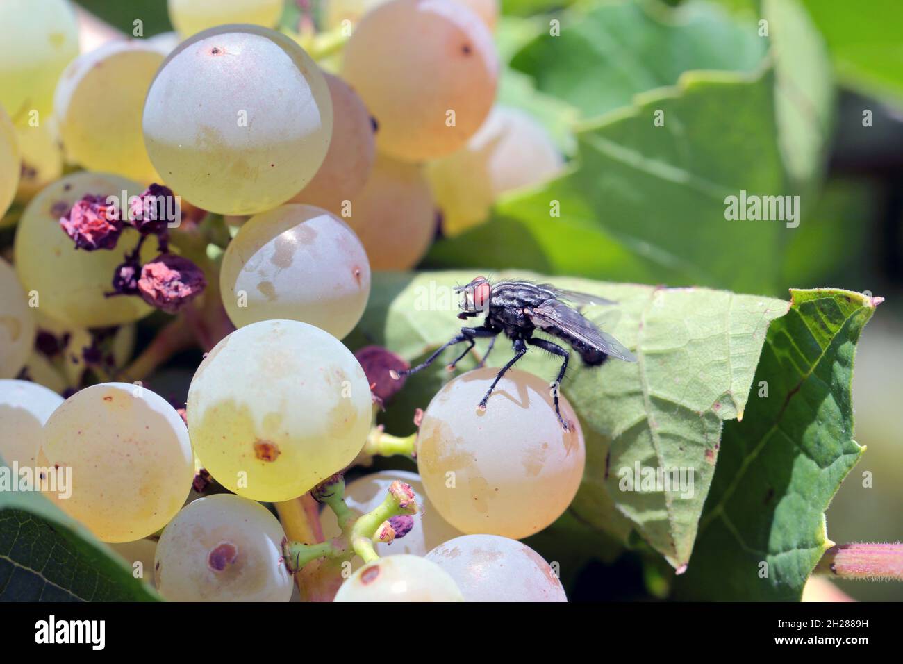 Flying Grape Insects Grape vineyard background hi-res stock photography and images - Alamy