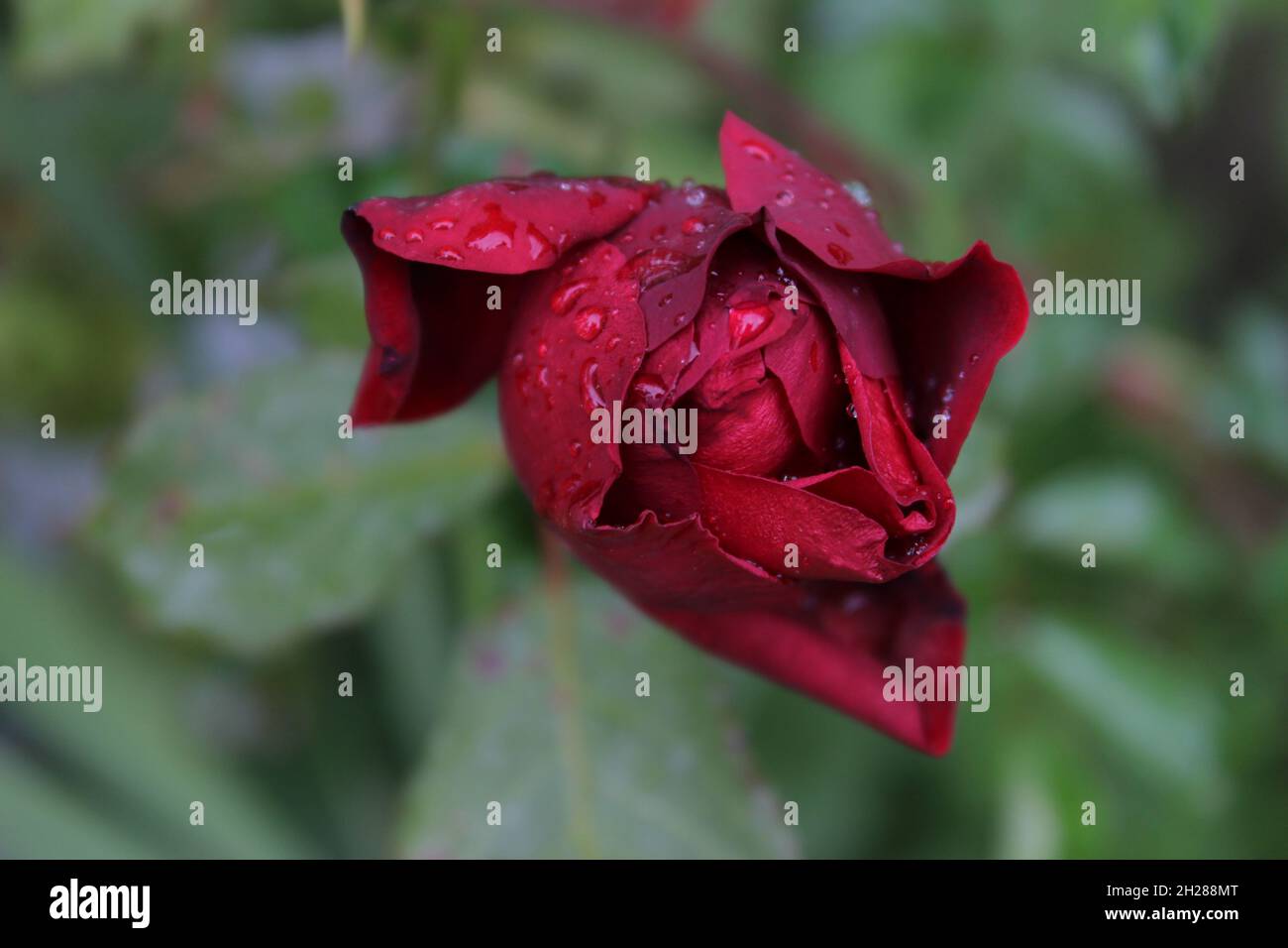 Dropplets Rose Droplet on rose flower hi-res stock photography and images - Alamy