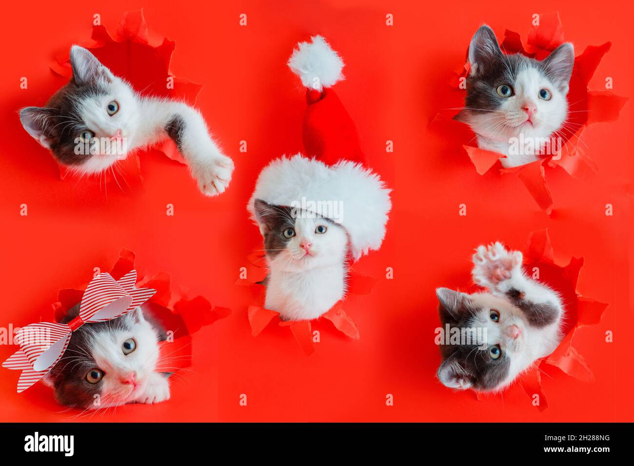 Christmas cat kitten wearing Santa Claus hat isolated on red color background. Collage of different funny poses of kitten got into hole as christmas Stock Photo