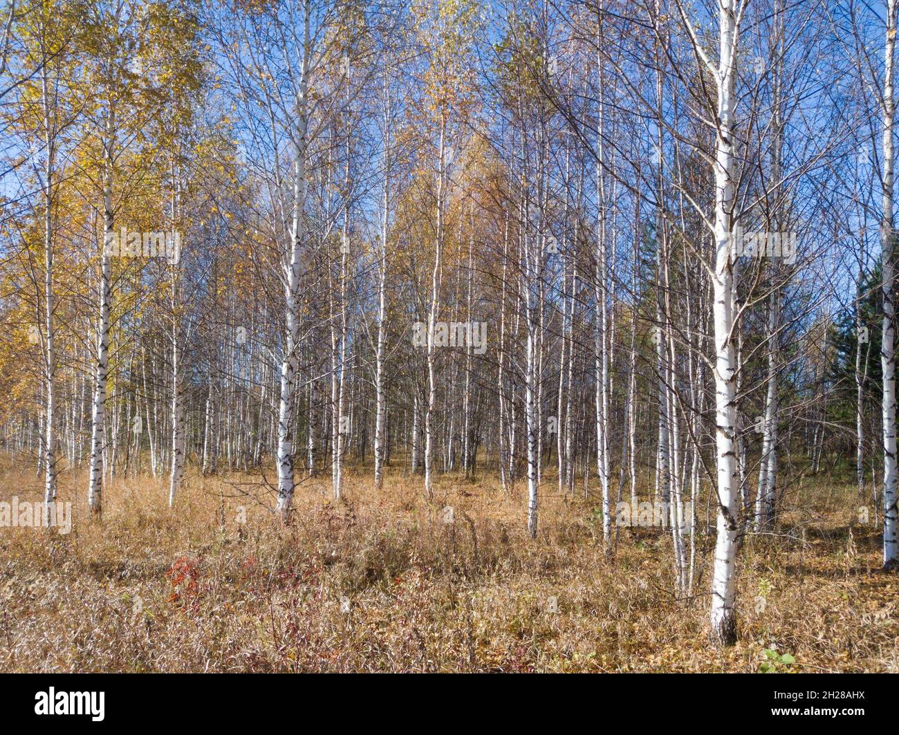 Autumn landscape in a young birch forest on a sunny warm autumn day ...