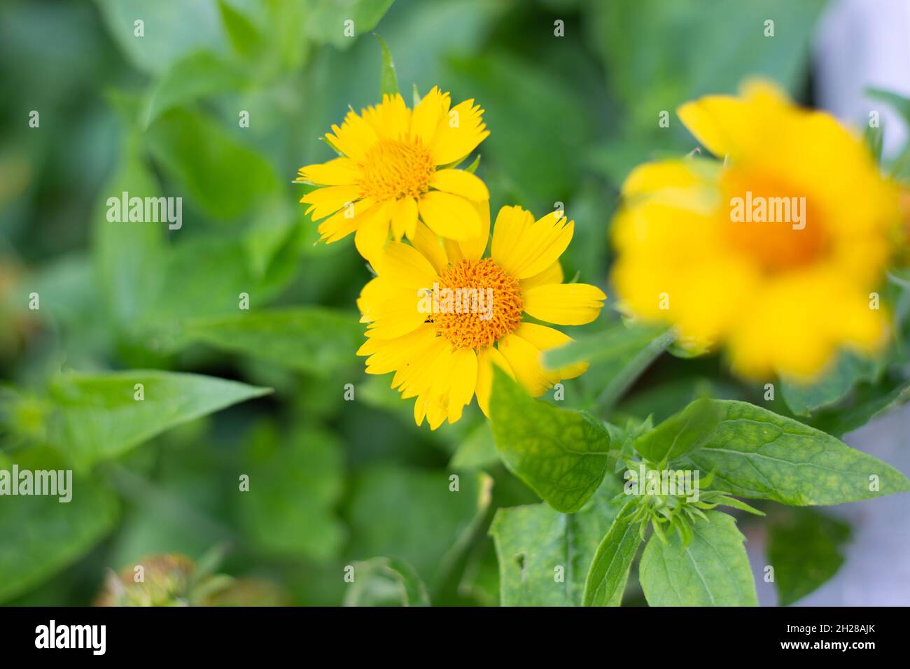 In the garden, the yellow flowers of the perennial plant Gaillardia