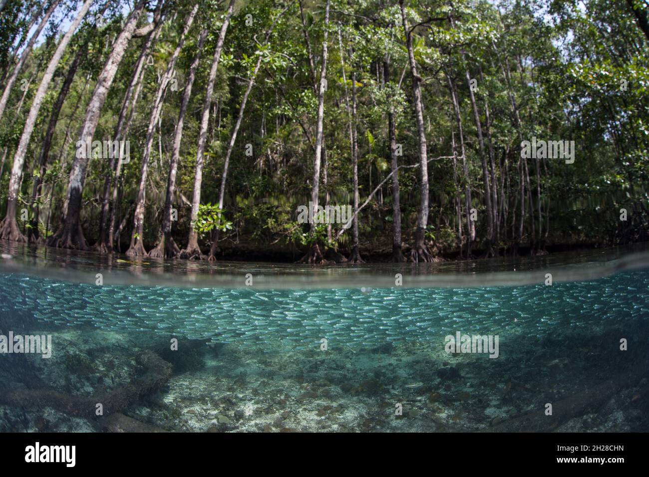 A school of silversides swims through a mangrove forest in Raja Ampat, Indonesia. This area is home to the highest marine biodiversity on Earth. Stock Photo