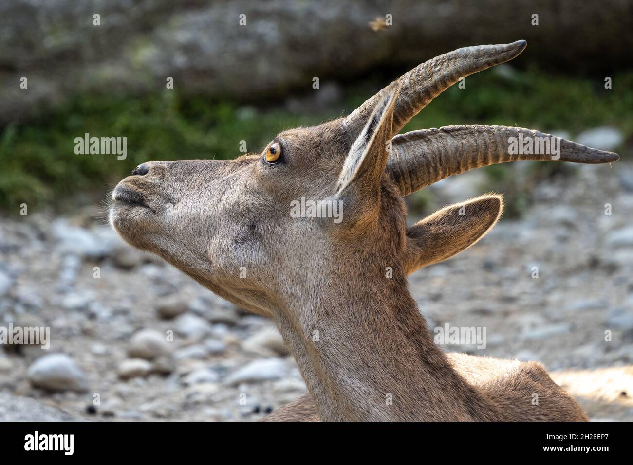Male mountain ibex - capra ibex sitting on a rock in a German park Stock Photo