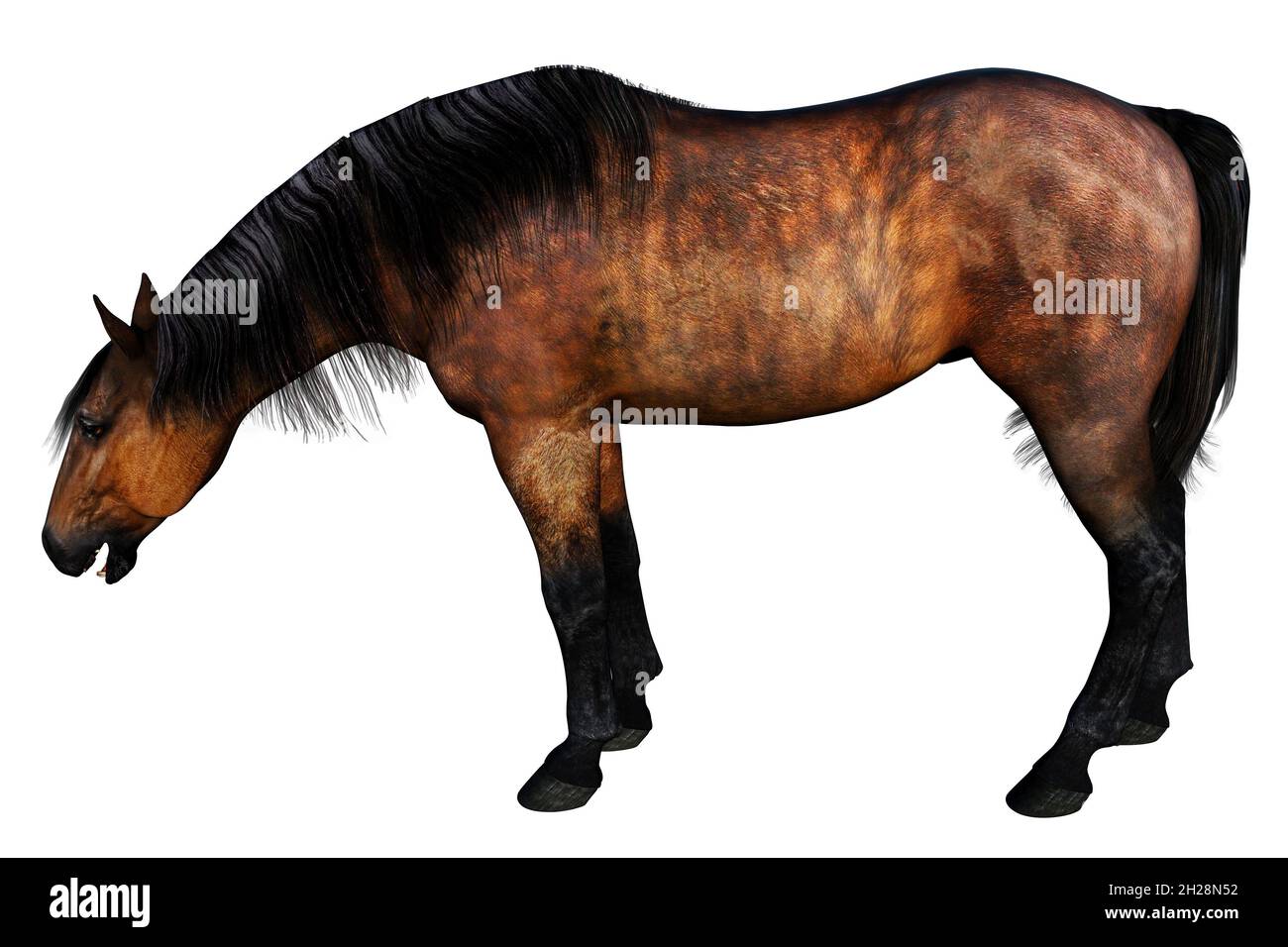 horse isolated, brown horse, horse, 3D illustration, horse 3D rendering, bay horse, horse standing Stock Photo