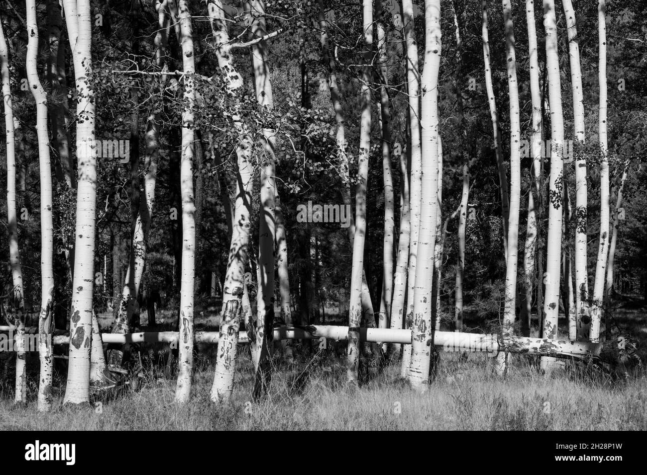 Black and white image of Aspen trees in full sun Stock Photo