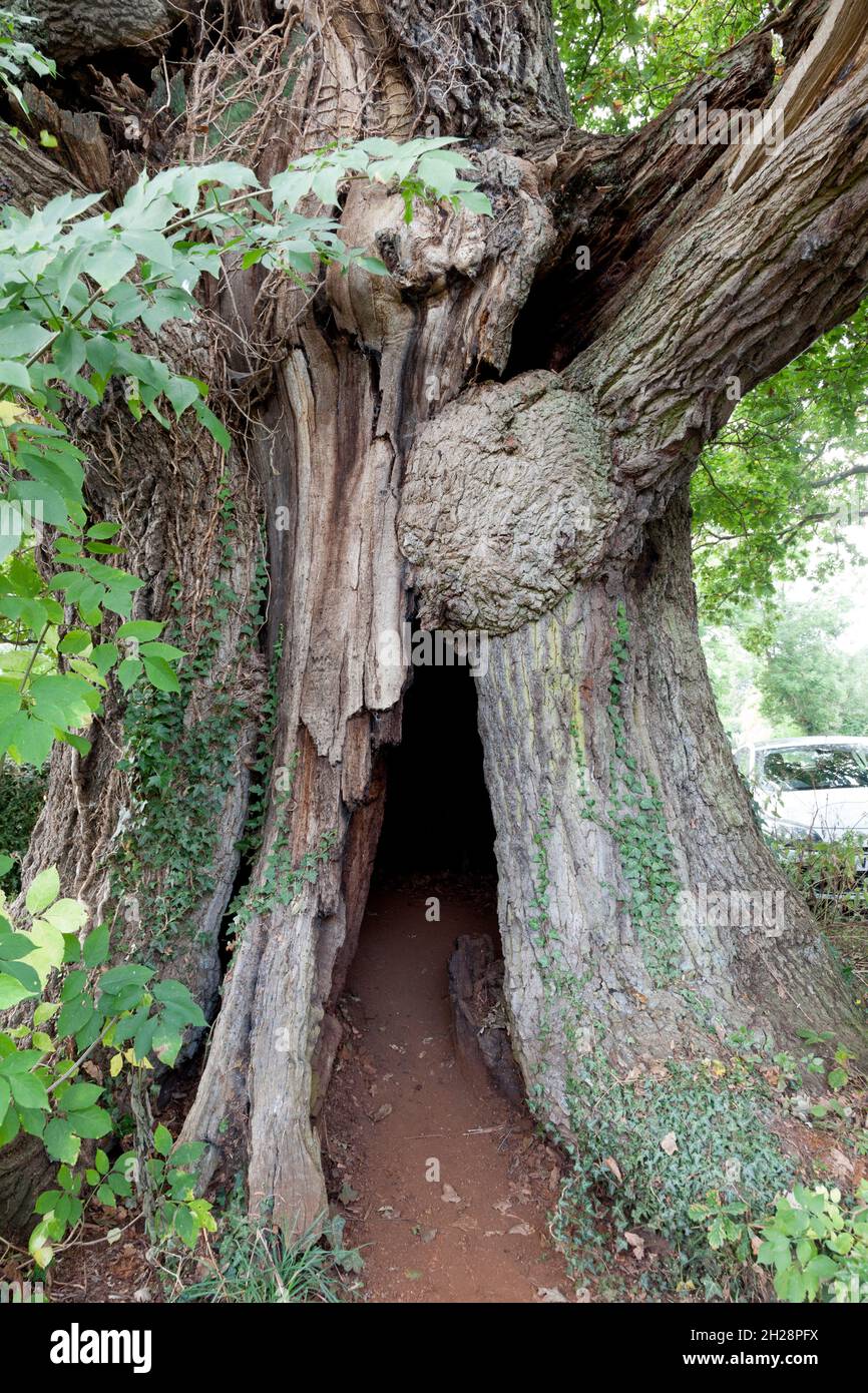 The 900-year-old Great Oak, Eardisley, Herefordshire Stock Photo