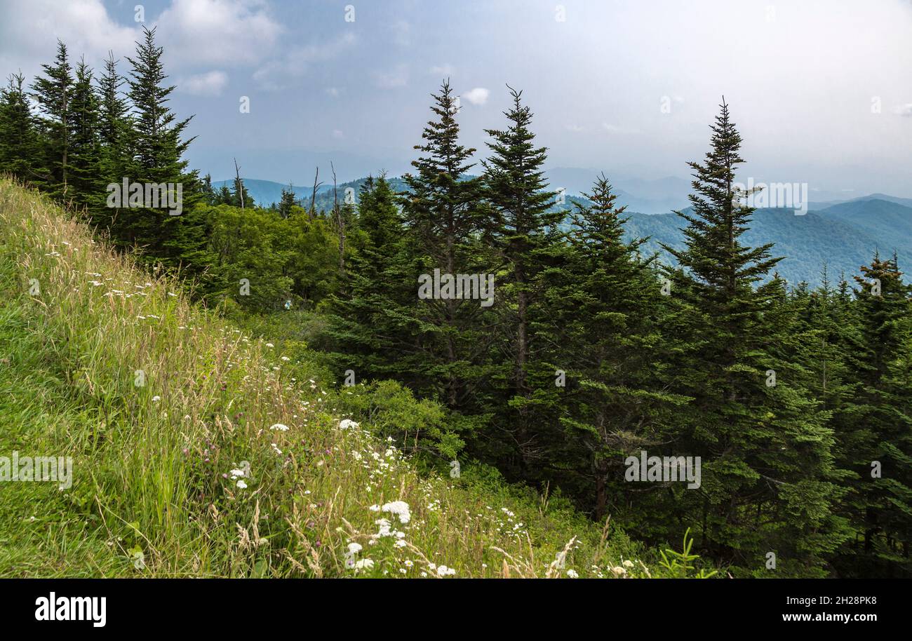 Hazy Blue Ridge Mountains in the distance behind evergreen trees near