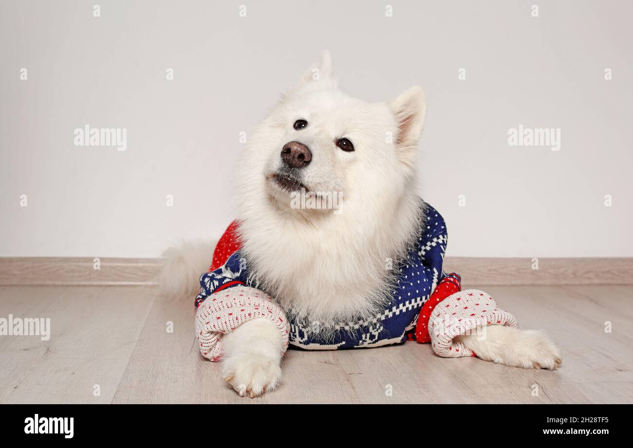 samoyed jumper