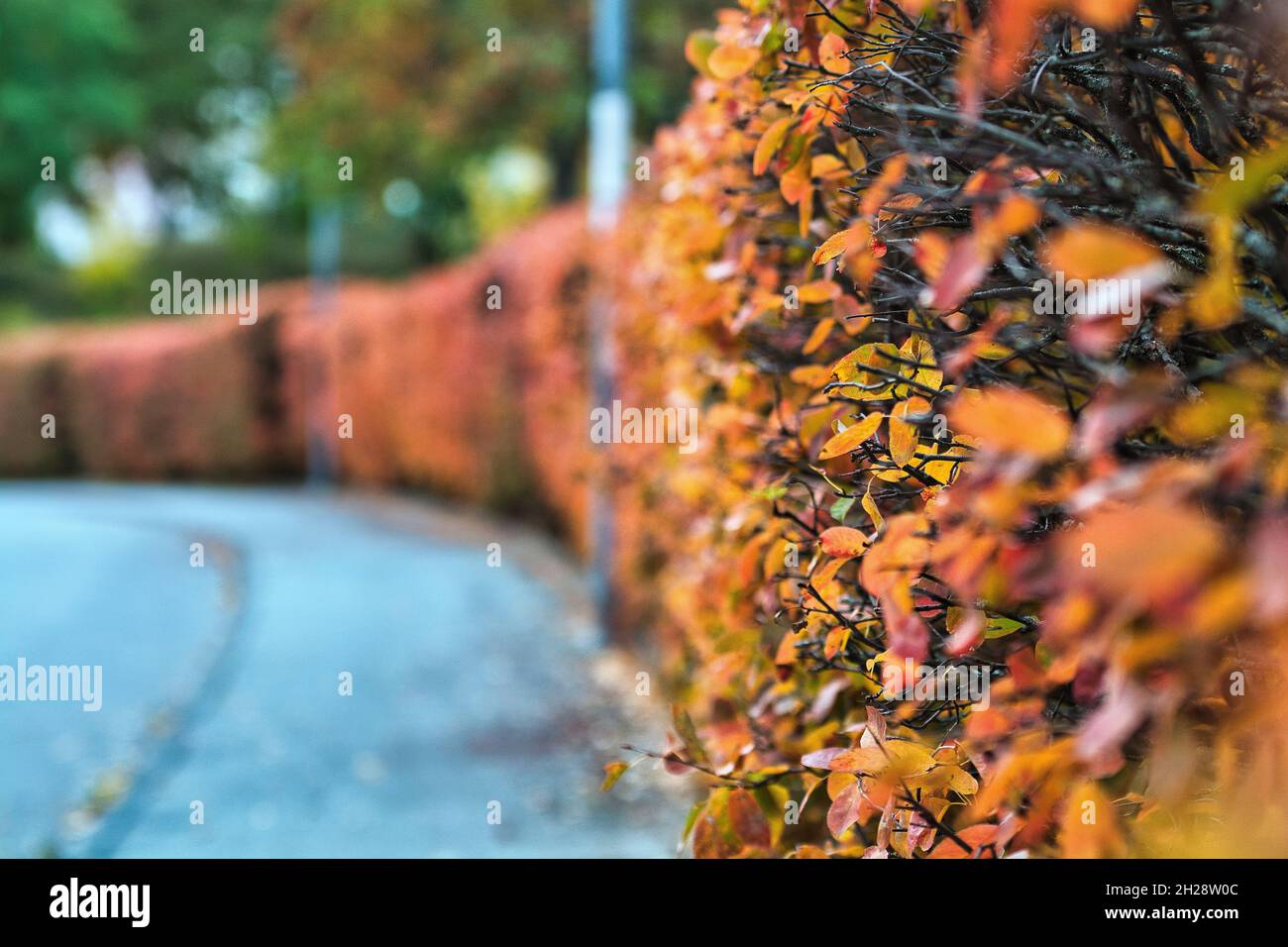 Closeup of beautiful dried autumn leaves in a forest Stock Photo - Alamy