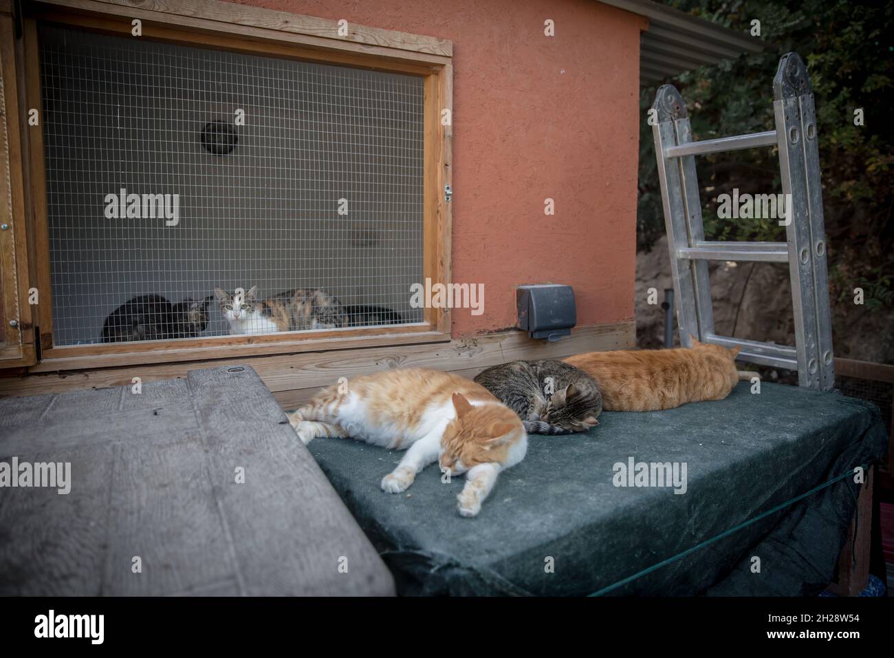 Tala, Paphos, Cyprus. 18th Oct, 2021. Cats seen sleeping in Tala Cat Park, which is attached to the Agios Neophytos, 10km north of Paphos, and home to roughly 900 cats. Cyprus has an estimated 1.5 million cats, and only 1.3 million people. (Credit Image: © Sally Hayden/SOPA Images via ZUMA Press Wire) Stock Photo