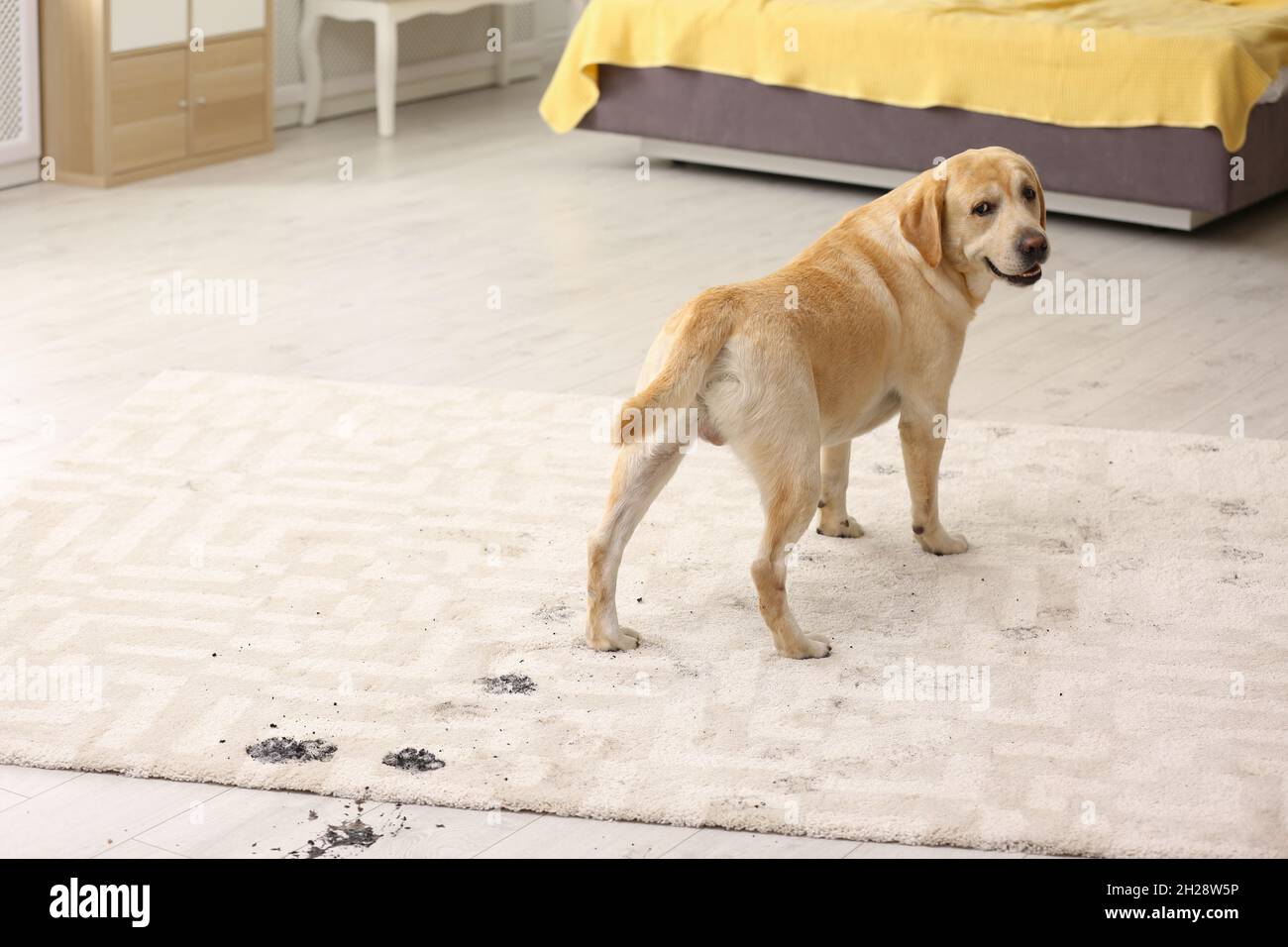 Cute dog leaving muddy paw prints on carpet Stock Photo Alamy