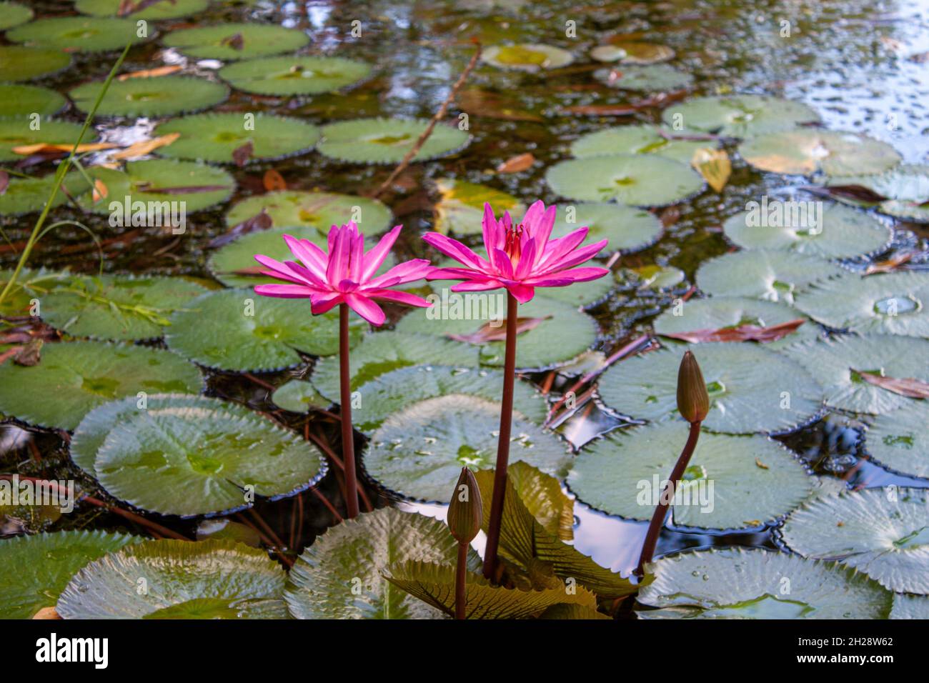 water lily flowers Stock Photo